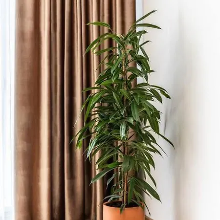Urban Plant Haven * Chişinău